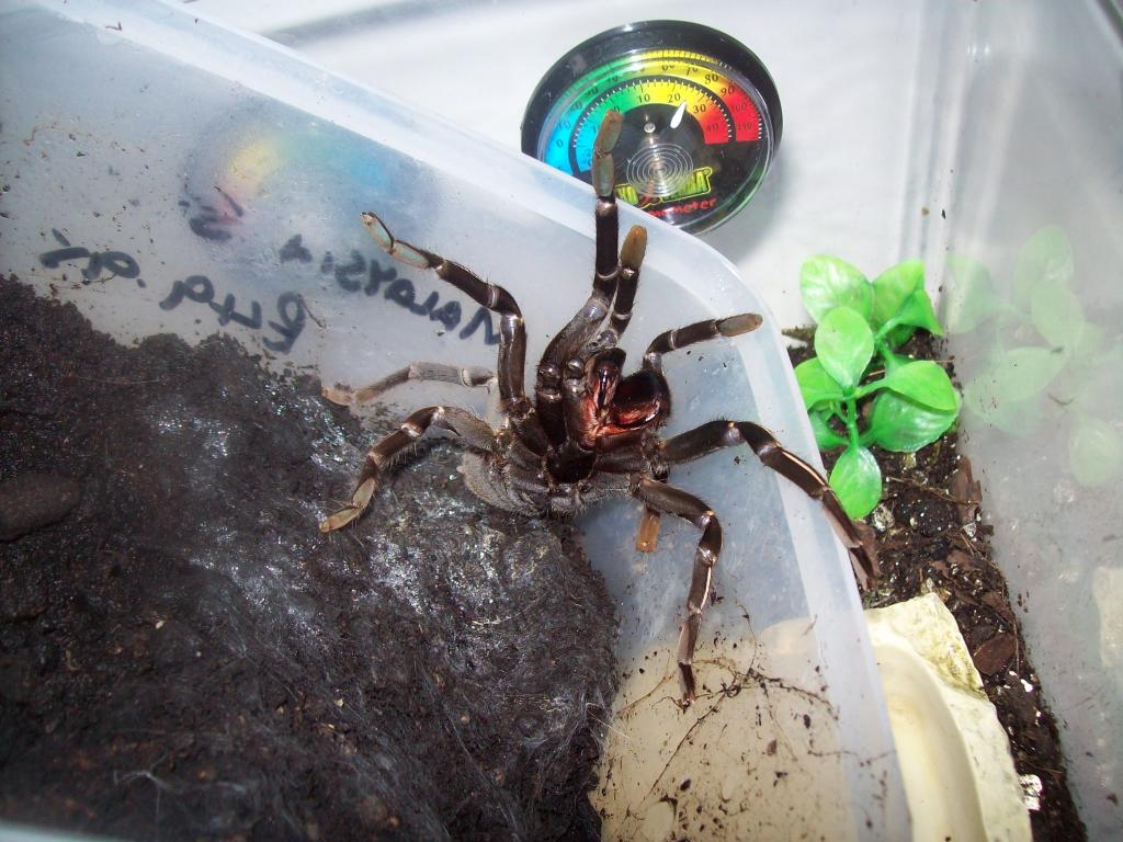 Haplopelma Albostriatum Female