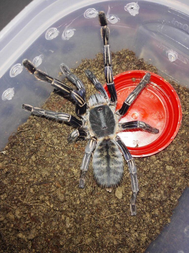 Haplopelma albostriatum Ratchaburi