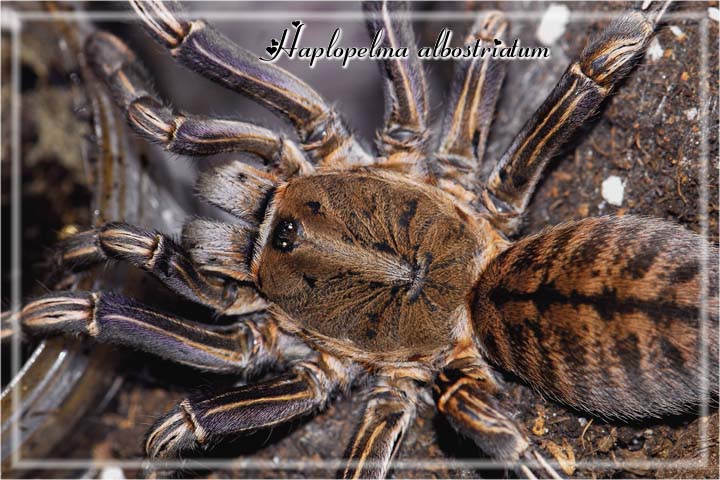 Haplopelma albostriatum