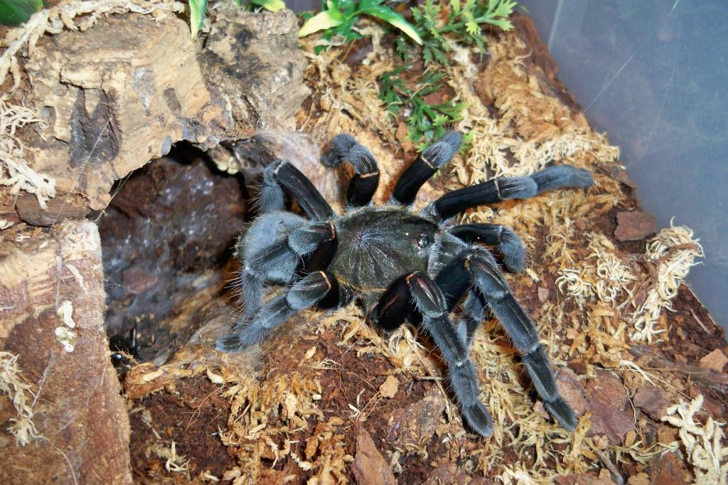 Haplopelma doriae