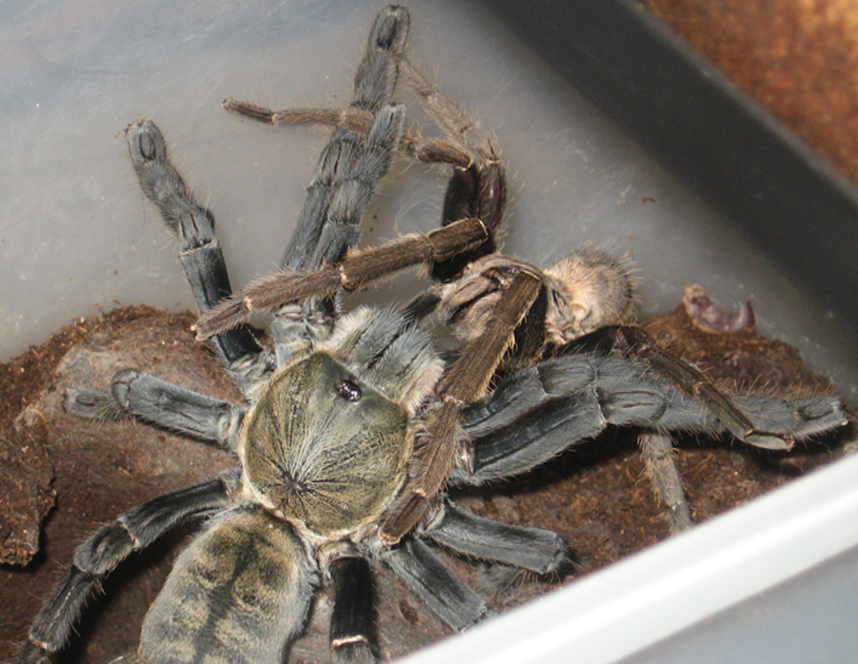 Haplopelma Hainanum mating