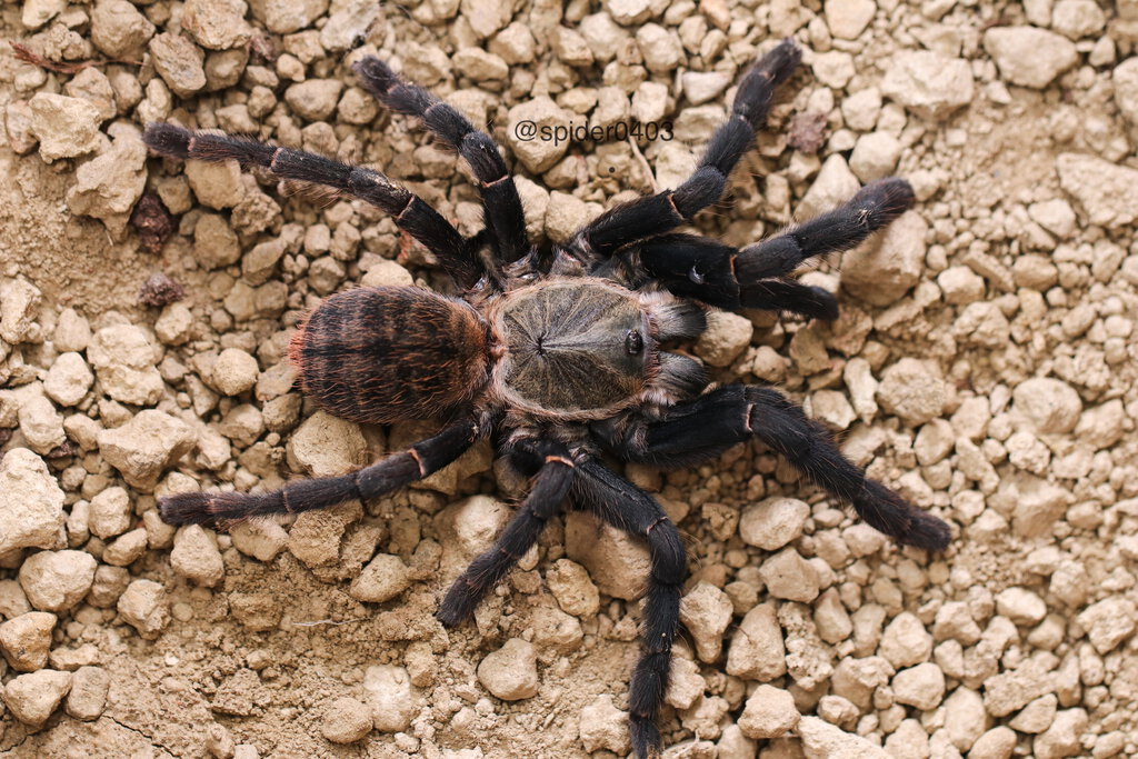 Haplopelma hainanum