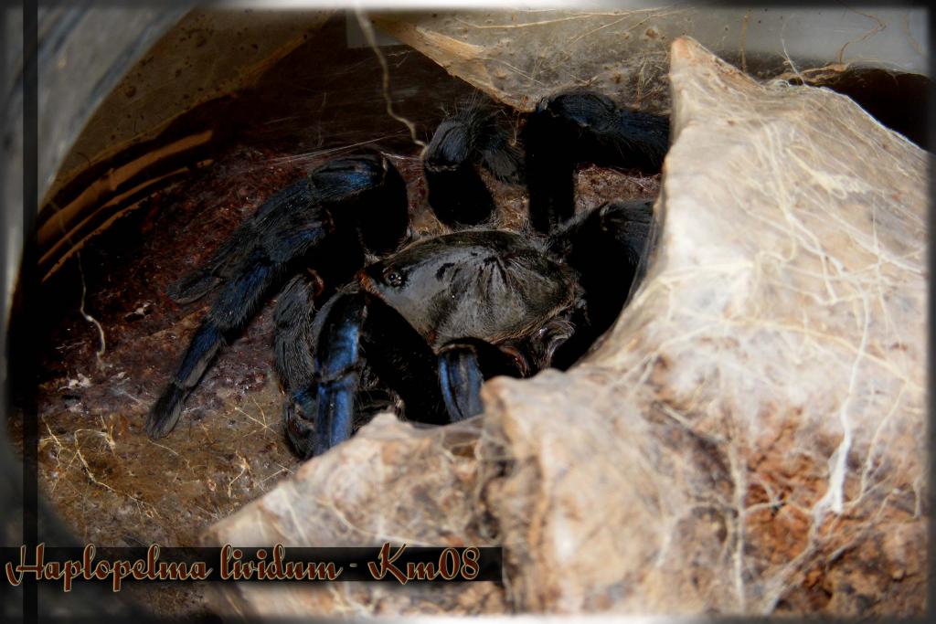 Haplopelma lividum female adult