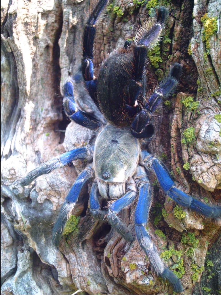 Haplopelma Lividum Female "Cora"