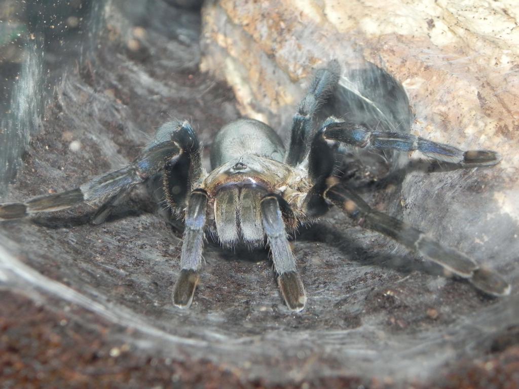 Haplopelma Lividum Female