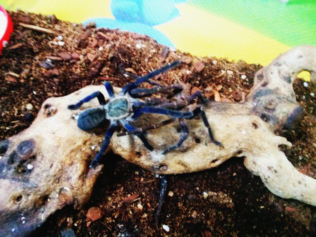 haplopelma lividum mating