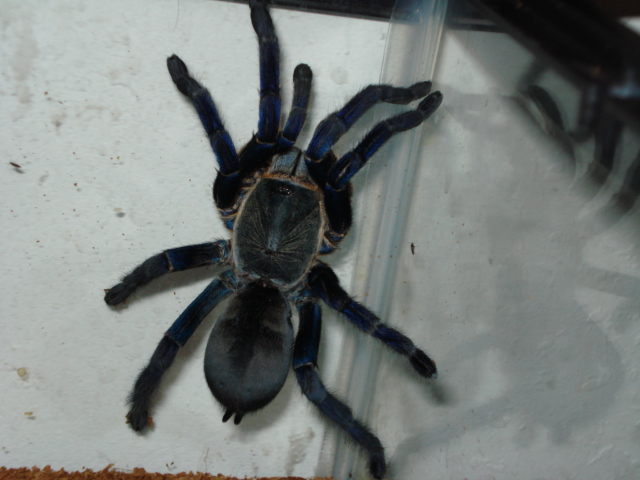 Haplopelma lividum