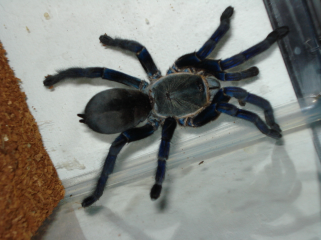 Haplopelma lividum