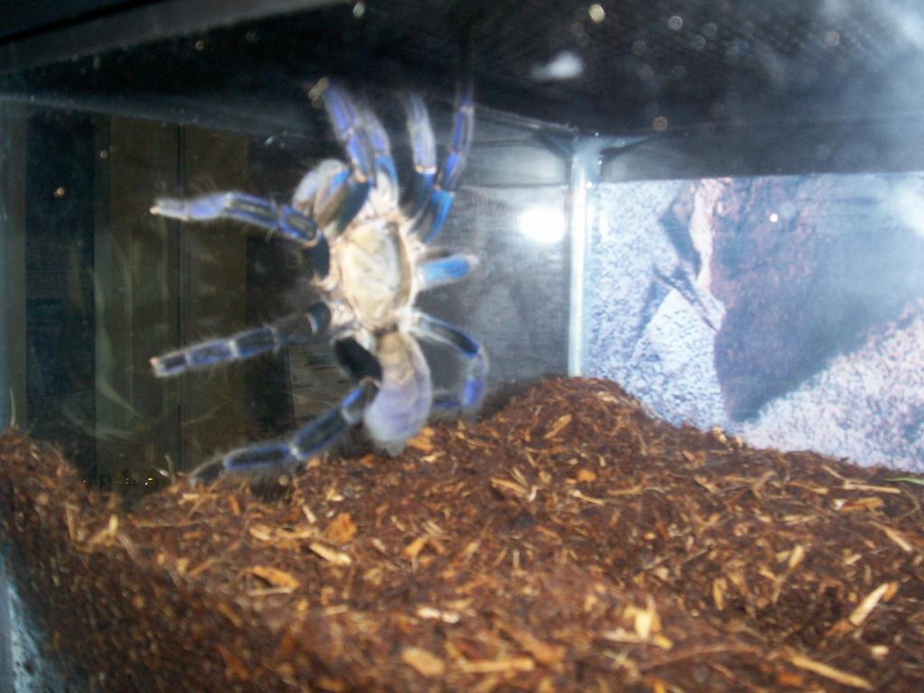 Haplopelma lividum