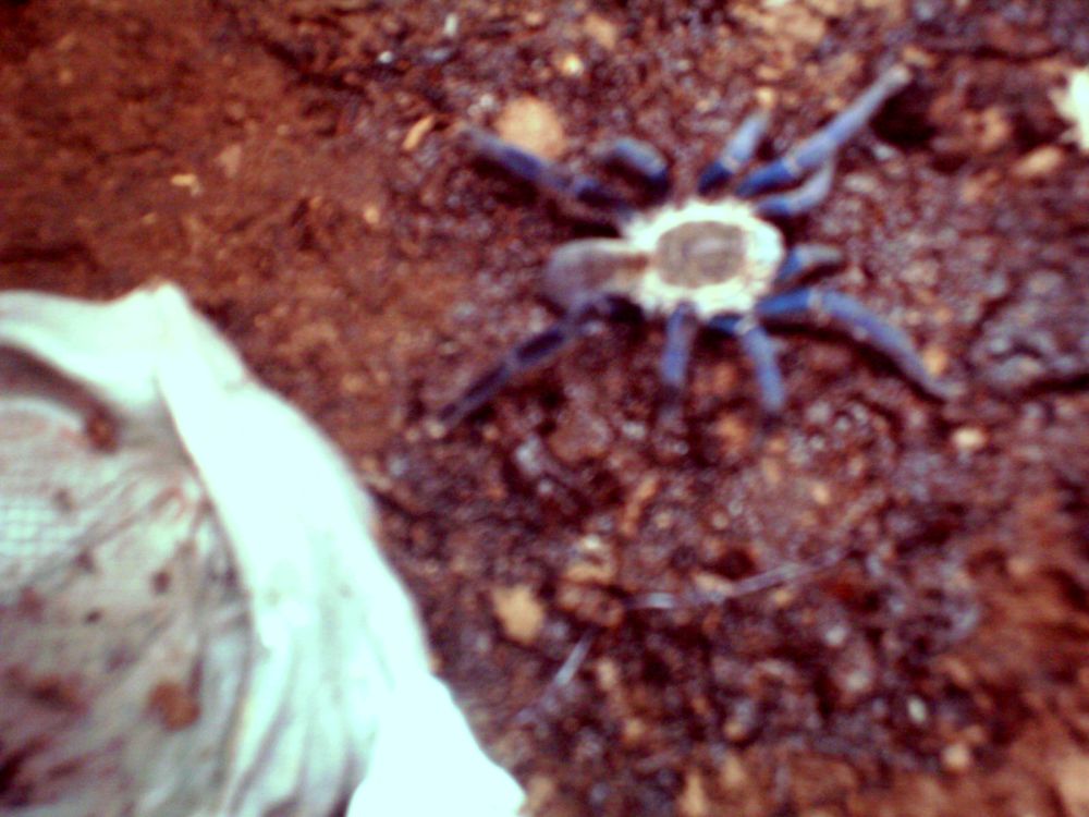 Haplopelma lividum