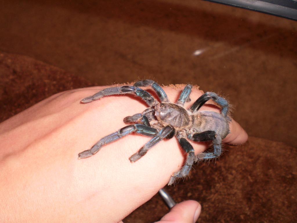 Haplopelma Lividum