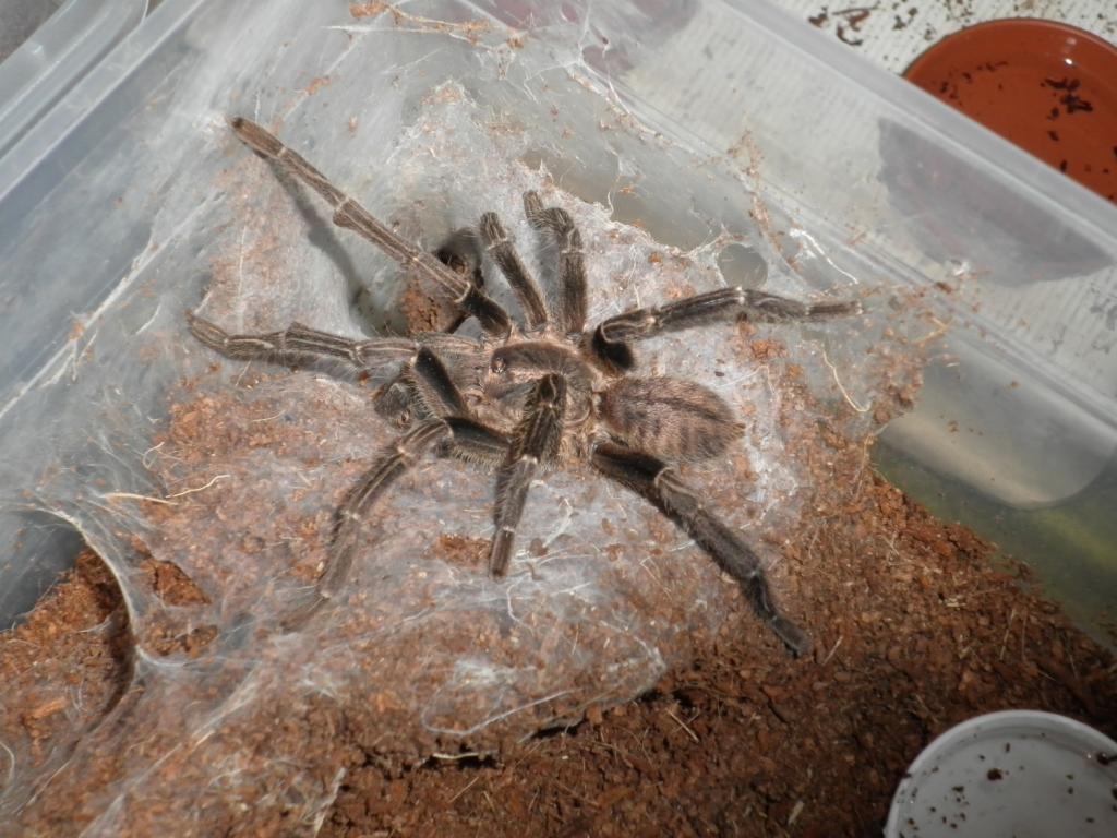 Haplopelma Lividum