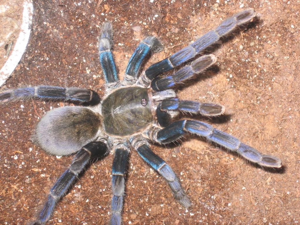 Haplopelma lividum