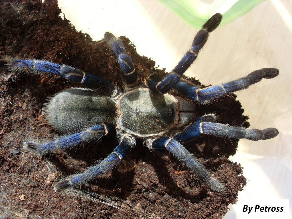 Haplopelma lividum