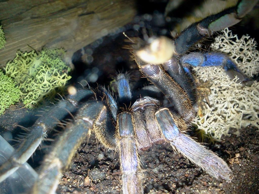 Haplopelma lividum