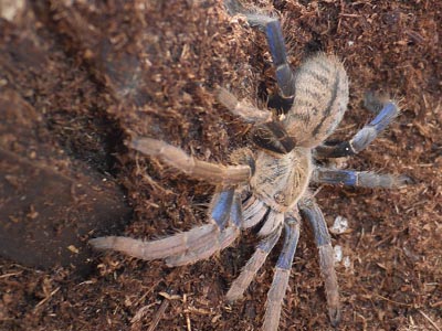 Haplopelma Lividum