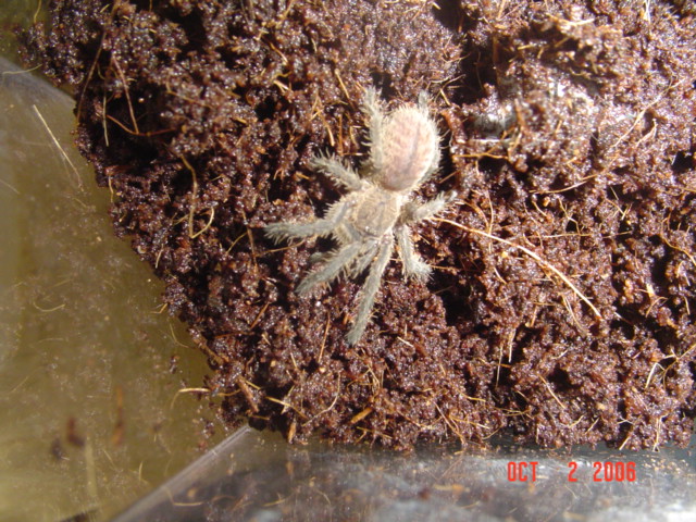 Haplopelma lividum