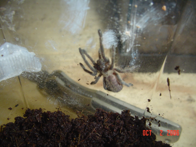 Haplopelma lividum