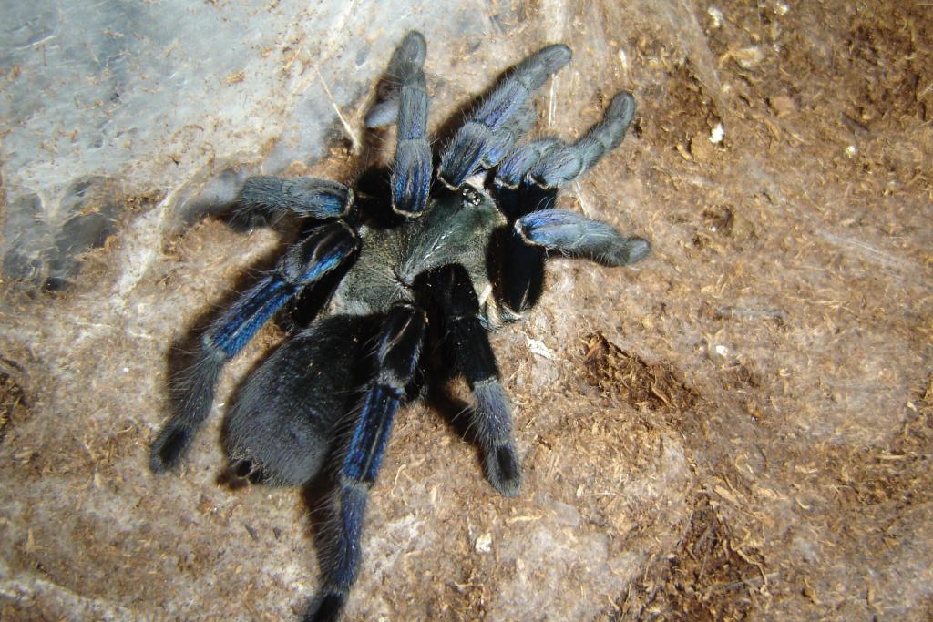 Haplopelma lividum