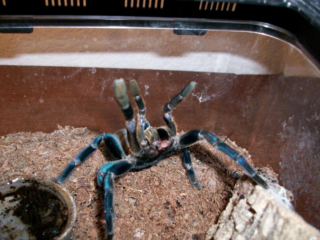 Haplopelma lividum