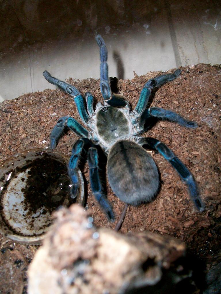 Haplopelma lividum