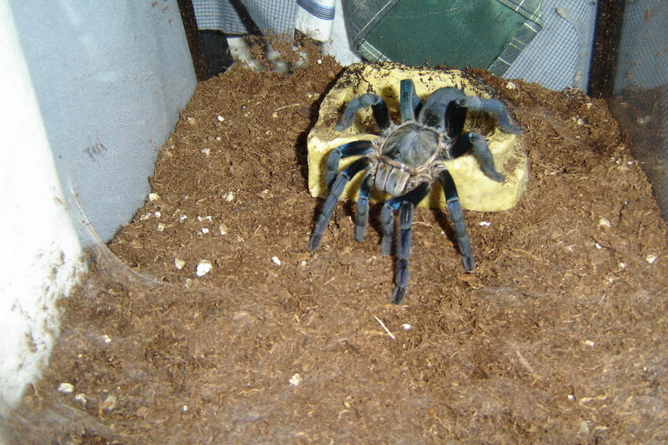 Haplopelma lividum