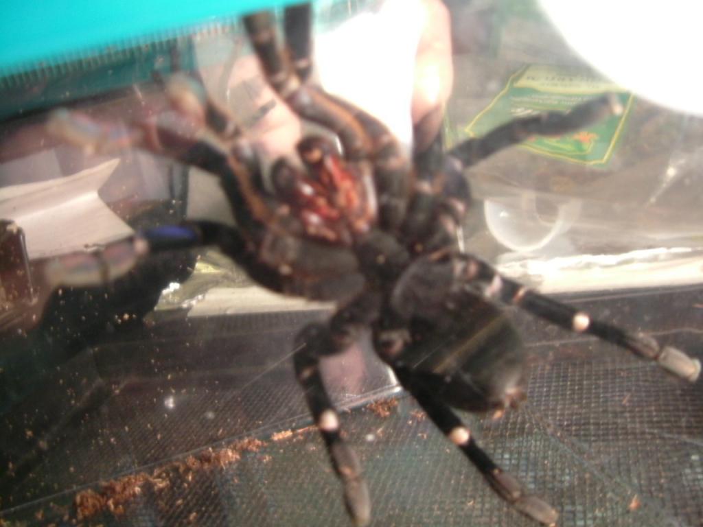 Haplopelma lividum