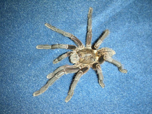 Haplopelma Longipes