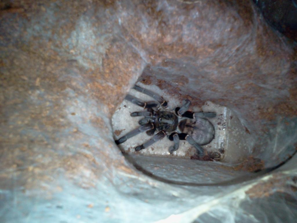 haplopelma longipes?