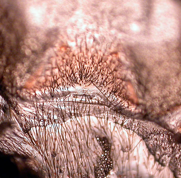 Haplopelma longipes