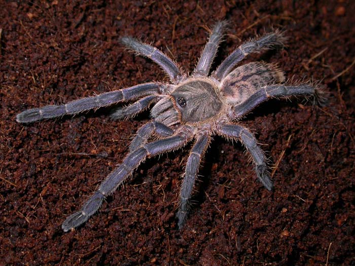 Haplopelma longipes