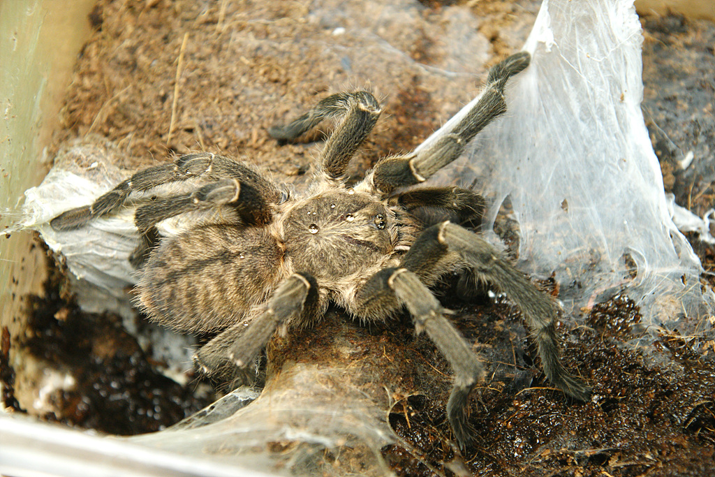 Haplopelma Minax? Or Longipes? Or Haplopelma Hainanum?