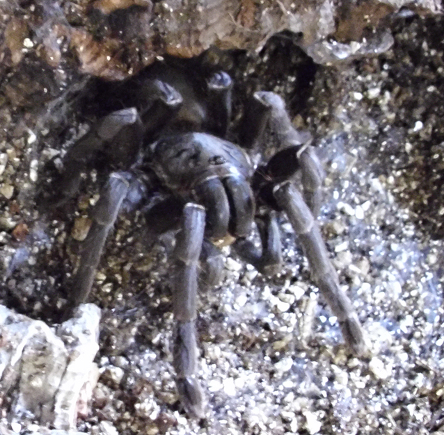 Haplopelma Minax