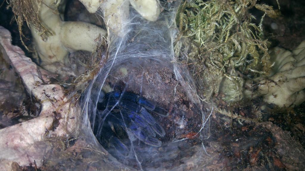 Haplopelma Peeping out its burrow...