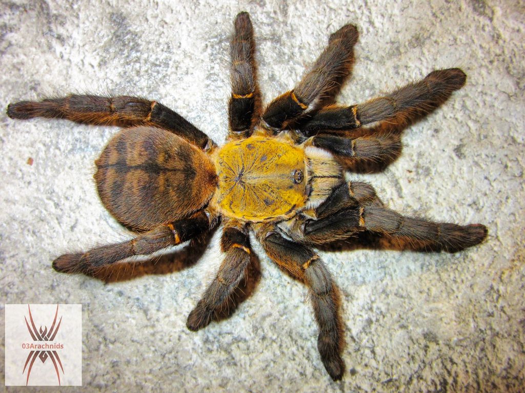 Haplopelma schmidti 'Son - La'