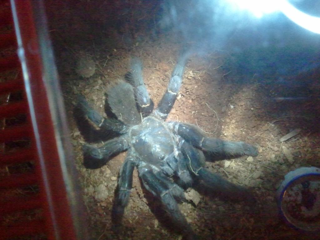 Haplopelma schmidti