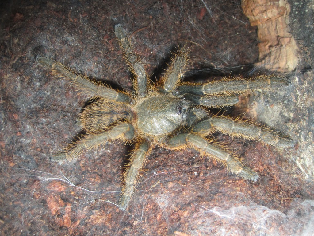 Haplopelma schmidti