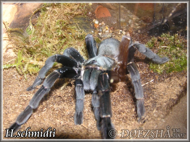 Haplopelma. schmidti