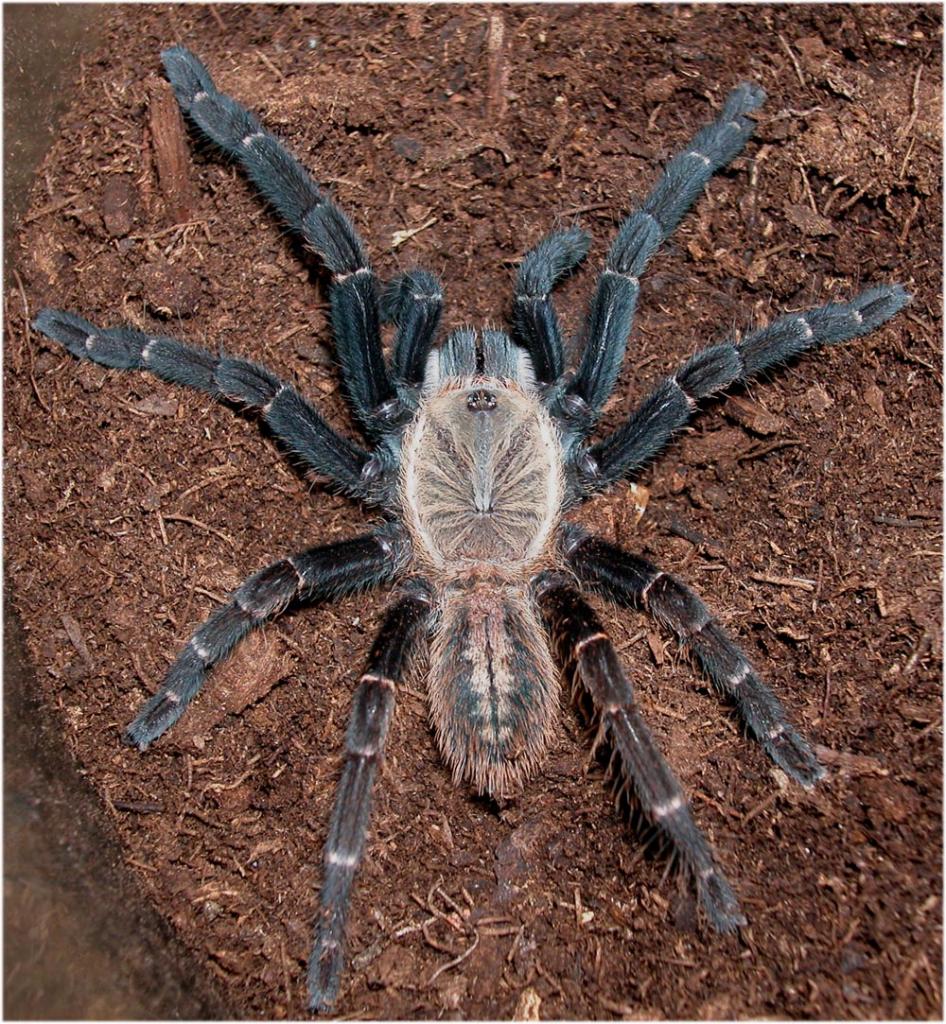 Haplopelma sp."Bach ma"