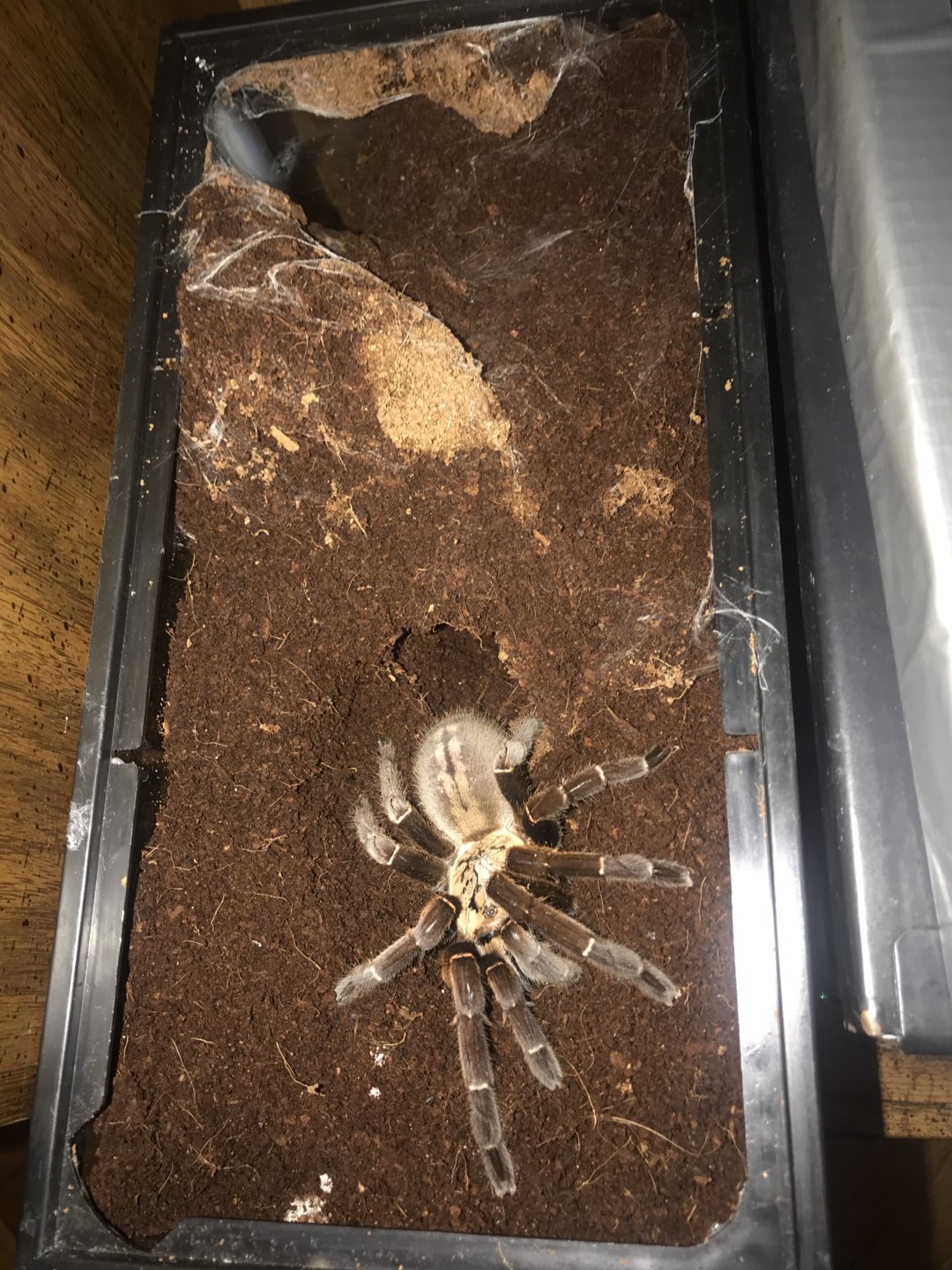 Haplopelma sp bach ma