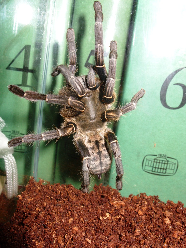 Haplopelma Sp. "vietnam" Female