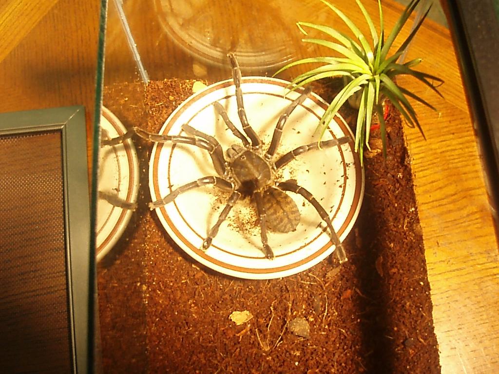 Haplopelma sp. "vietnam" unsexed sub-adult