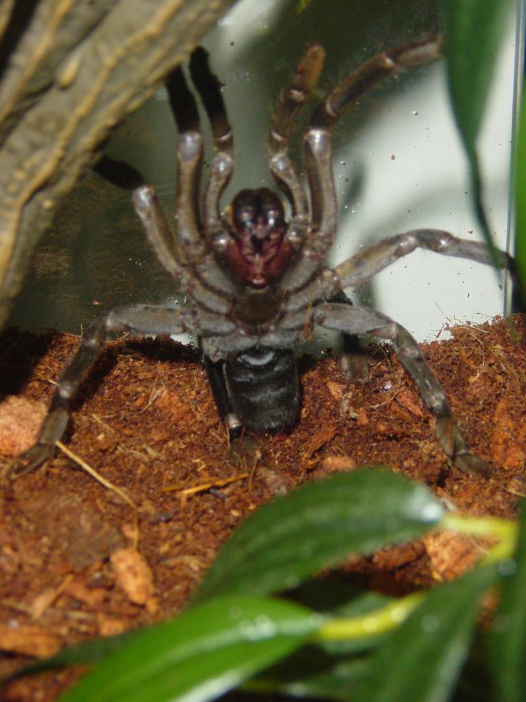 Haplopelma sp. "Vietnam"