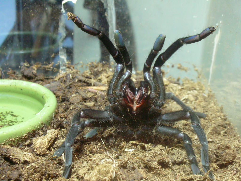 Haplopelma sp. Vietnam