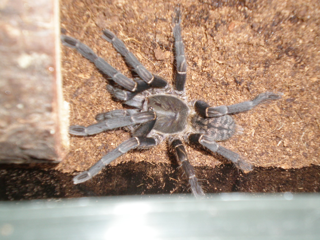 Haplopelma Sp.