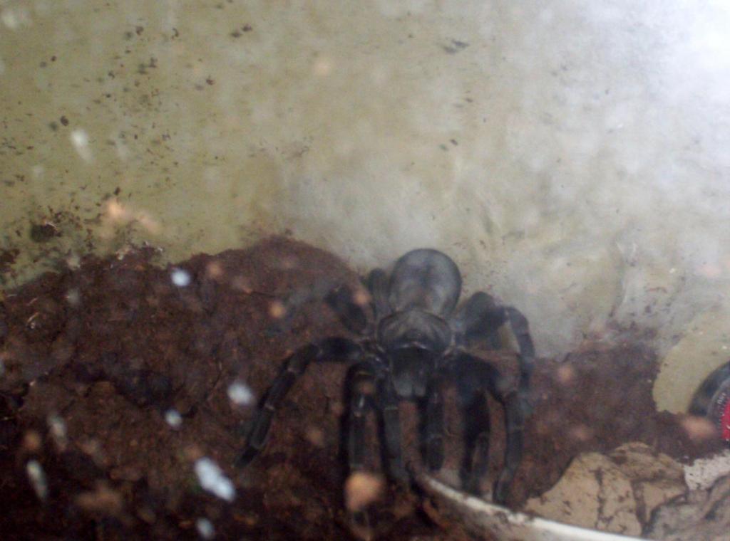 Haplopelma sp.