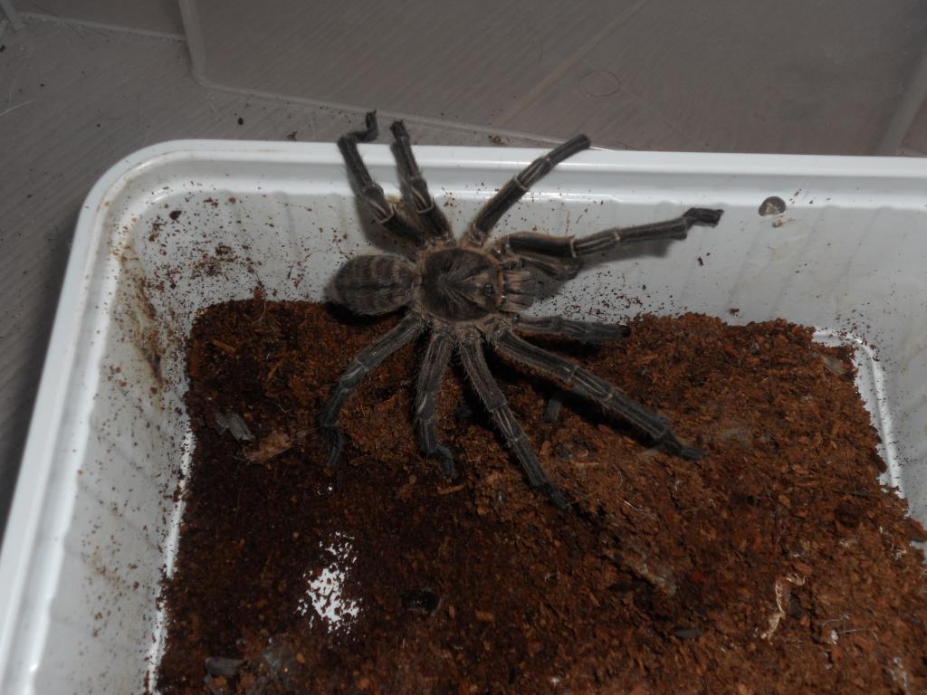 Haplopelma Sp.