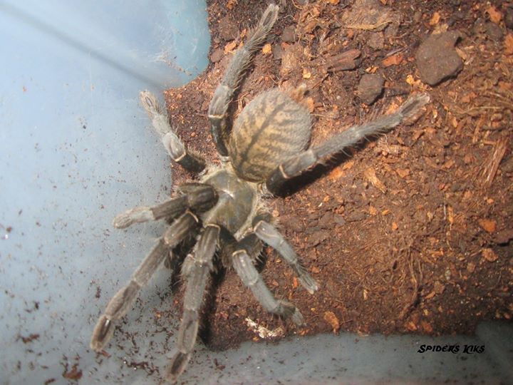 Haplopelma sp.?