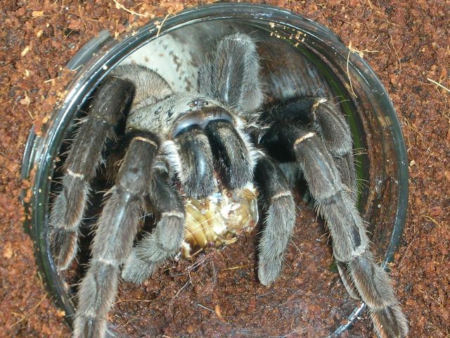 Haplopelma Ssp. Hainanum  (F)