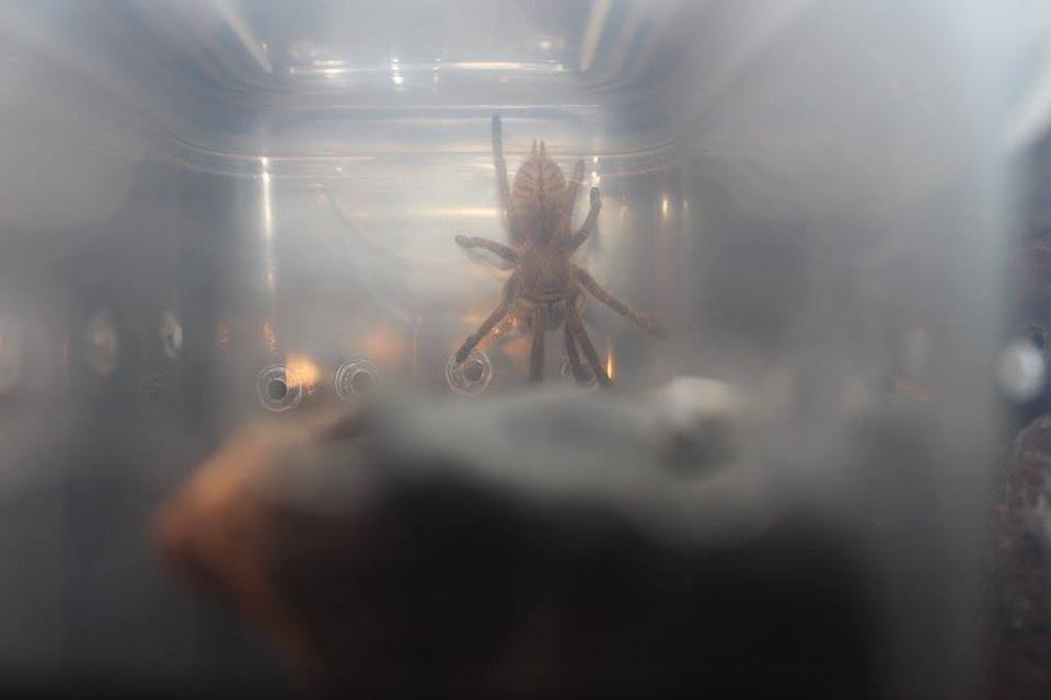 Haplopelma Vonwirthi 1 of 2